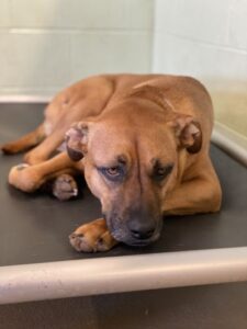 Sleepy tan dog laying on cot