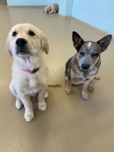 Two dogs sitting at doggy daycare
