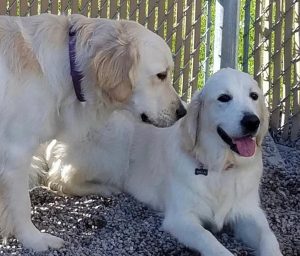 Two white dogs laying in shade