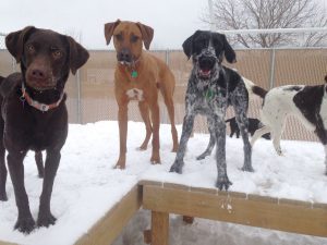 Dogs playing on raised platforms in winter