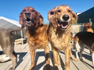 Two golden dogs with mouths open smiling on deck