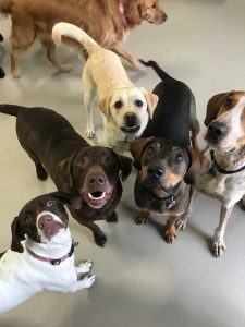 Group of smiling dogs looking up at camera