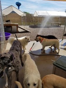 Dogs playing with sprinkler hose