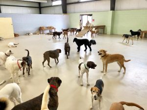 Doggy daycare interior room with numerous dogs