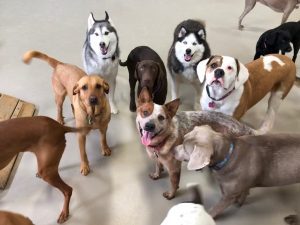 Several dogs playing inside at doggy daycare