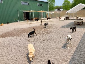 Dogs playing outside at doggy daycare