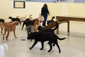 Dogs playing on raised platforms