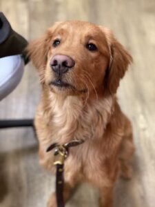 Young golden retriever sitting straight