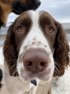 Springer Spaniel portrait looking at camera