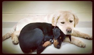 Two sleeping puppies snuggling