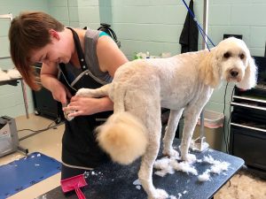Woman grooming white dog