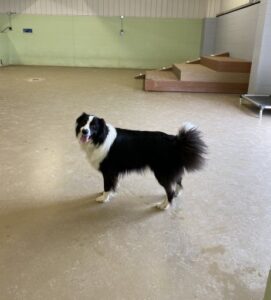 Black and white collie standing at doggy daycare