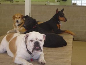 Dogs playing on raised platforms