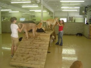 Dogs playing on raised platforms