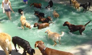 Several dogs playing in shallow pool