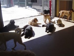 Dogs laying in sunshine