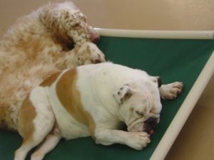 Bulldog and curly dog sleeping on cot