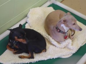 Two small dogs sleeping on cot