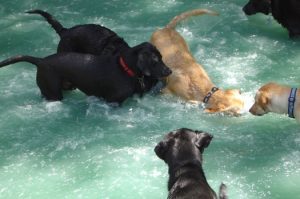 Dogs swimming in shallow pool