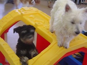 Dogs playing on plastic house