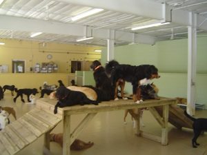 Dogs playing on raised platforms