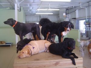 Dogs playing on raised platforms