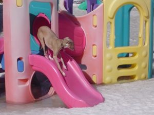 Dog going down plastic play set slide