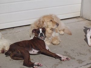 Dogs laying in sunshine outside