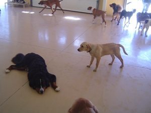 Dogs inside at doggy daycare
