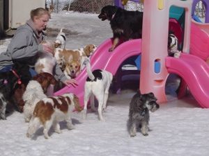 Several dogs playing on plastic play set outside