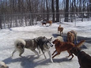 Dogs playing in snow outside