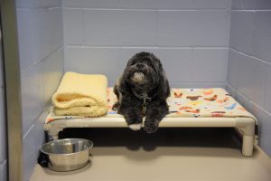 Small black dog on boarding cot