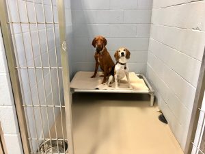 Two dogs on cot boarding