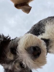 Gray and white dog looking down at camera placed on ground