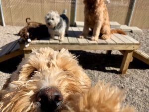 Dogs playing on raised platforms with one dog snout in focus of camera