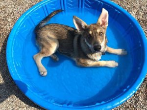 Vibrant dog looking at camera laying in small plastic pool