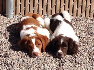 Two spaniel dogs laying in gravel