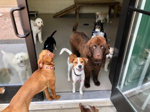 Group of dogs standing in doorway at doggy daycare