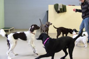 Dogs playing at doggy daycare