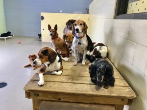 Pet Franchise Opportunity Doggy Daycare - Dogs sitting on raised platform