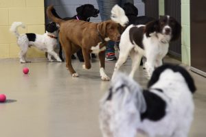Dogs playing at doggy daycare