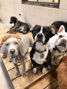 Dogs playing on raised platforms