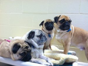 Group of four pugs on cots