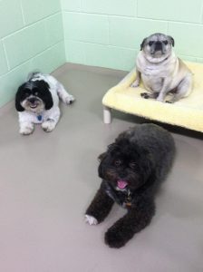 Three small dogs on cot
