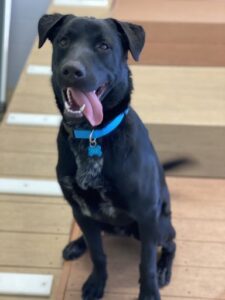 Black dog smiling with tongue out