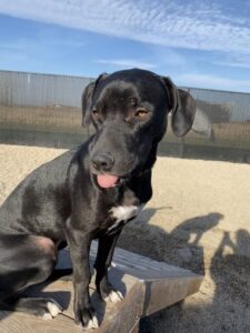 Black dog sitting with tongue out in sunshine