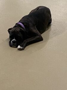 Black dog laying on floor