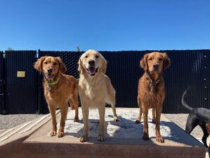 Three dogs standing on platform at doggy daycare