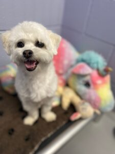 Small white dog smiling with stuffed animal