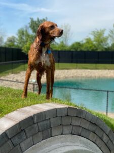 Wet dog standing on hill looking into distance